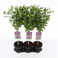 Plantenwinkel.nl Hibiscus syriacus Ardens op stam - Stam 30 cm - 3 stuks