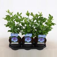 Plantenwinkel.nl Hibiscus syriacus Oliseau Bleu - 40 cm - 3 stuks