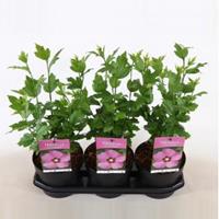 Plantenwinkel.nl Hibiscus syriacus Woodbridge - 40 cm - 3 stuks