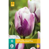 Tulp flaming flag 10 bollen