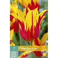 Tulipa Fire Wings bloembollen 7 bollen Tulp JUB - Jub