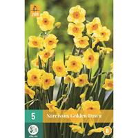 Narcis golden dawn 5 bollen