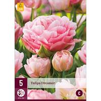 Tulp Dreamer 5 bollen