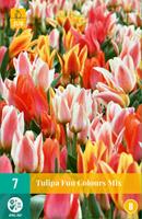 Tulipa Fun Colours JUB, 7 bloembollen - Jub