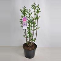 Plantenwinkel.nl Sering (syringa villosae Minuet) - 80-100 cm - 1 stuks