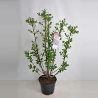 Plantenwinkel.nl Sering (syringa villosae Royalty) - 90-120 cm - 1 stuks