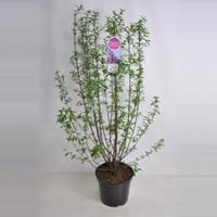 Plantenwinkel.nl Sering (syringa chinensis Saugeana) - 90-120 cm - 1 stuks