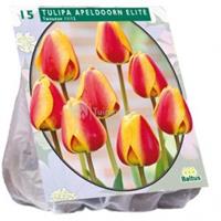 Baltus Bloembollen Baltus Tulipa Apeldoorn Elite tulpen bloembollen per 15 stuks