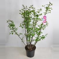 Plantenwinkel.nl Sering (syringa villosae Miss Canada) - 90-120 cm - 1 stuks