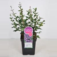 Plantenwinkel.nl Dwergsering (syringa BloomerangDark Purple) - 40-60 cm - 1 stuks