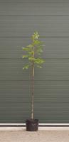 Walnotenboom Lange van Lod Juglans regia Lange van Lod h 225 cm st. omtrek 3 cm