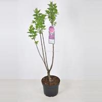 Plantenwinkel.nl Sering (syringa vulgaris Charles Joly) - 70-90 cm - 1 stuks