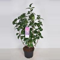 Plantenwinkel.nl Sering (syringa vulgaris Sensation) - 70-90 cm - 1 stuks