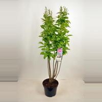 Plantenwinkel.nl Sering (syringa villosae Telimena) - 90-120 cm - 1 stuks