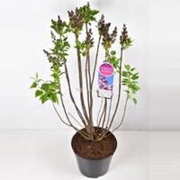 Plantenwinkel.nl Sering (syringa vulgaris Paul Deschanel) - 90-120 cm - 1 stuks