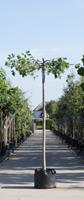 Warentuin Natuurlijk Moeraseik kruisdak Quercus palustris h 250 cm st. omtrek 18 cm st. h 240 cm