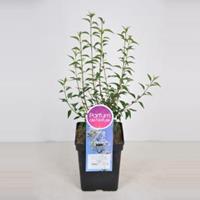 Dwergering (syringa persica Alba) - 40-60 cm - 1 stuks
