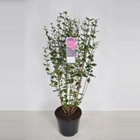 Plantenwinkel.nl Dwergsering (syringa BloomerangDark Purple) - 70-100 cm - 1 stuks