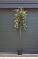 Steeneik Quercus ilex h 375 cm st. omtrek 15 cm st. h 190 cm