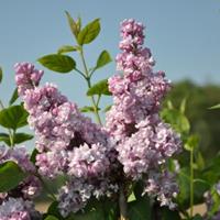 Plantenwinkel.nl Sering (syringa vulgaris Duc de Massa)