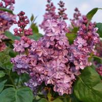 Plantenwinkel.nl Sering (syringa vulgaris Violetta)