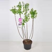 Plantenwinkel.nl Sering (syringa vulgaris Michel Buchner) - 70-90 cm - 1 stuks