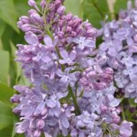 Plantenwinkel.nl Sering op stam 85 cm (syringa vulgaris Lavender Lady)