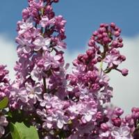 Plantenwinkel.nl Sering op stam 85 cm (syringa vulgaris Paul Deschanel)