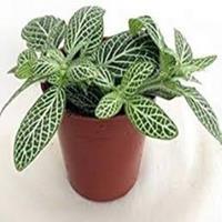 Kamerplant Fittoria Wit