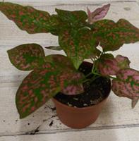 Kamerplant Hypoestes rood