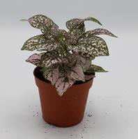 Warentuin Natuurlijk Kamerplant Hypoestes roze