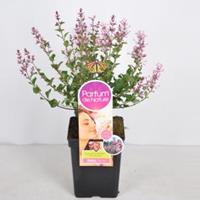 Plantenwinkel.nl Dwergsering (syringa BloomerangPink PerfumeParfume de Nature)