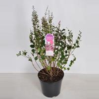 Plantenwinkel.nl Dwergsering (syringa BloomerangPink Perfume) - 40-60 cm 3-jarig - 1 stuks