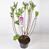 Plantenwinkel.nl Sering (syringa vulgaris Beauty of Moscow) - 90-120 cm - 1 stuks