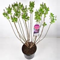 Plantenwinkel.nl Sering (syringa vulgaris Michel Buchner) - 90-120 cm - 1 stuks