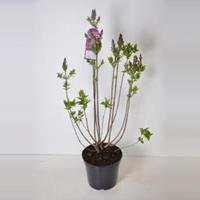 Plantenwinkel.nl Sering (syringa vulgaris Ruhm von Horstenstein) - 90-120 cm - 1 stuks