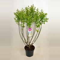 Plantenwinkel.nl Sering (syringa villosae Agnes Smith) - 90-120 cm - 1 stuks