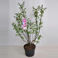 Plantenwinkel.nl Sering (syringa villosae Miss Canada) - 70-90 cm - 1 stuks