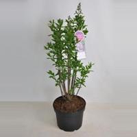 Plantenwinkel.nl Sering (syringa villosae Minuet) - 60-80 cm - 1 stuks