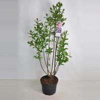 Plantenwinkel.nl Sering (syringa villosae Royalty) - 70-90 cm - 1 stuks