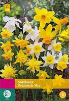 JUB Narcissus Botanical mix, 15 bloembollen