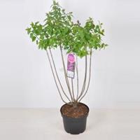 Plantenwinkel.nl Sering (syringa vulgaris Ruhm von Horstenstein) - 70-90 cm - 1 stuks