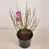 Plantenwinkel.nl Dwergsering (syringa BloomerangPink Perfume) - 40-60 cm - 1 stuks