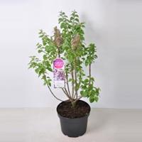 Plantenwinkel.nl Sering (syringa vulgaris Mme Antoine Buchner) - 80-100 cm - 1 stuks