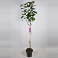 Plantenwinkel.nl Sering op stam 85 cm (syringa vulgaris Sensation)