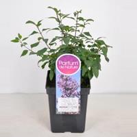 Sering (syringa chinensis Lilac Sunday) - 40-60 cm - 1 stuks