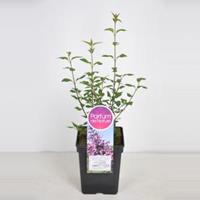 Sering (syringa chinensis Saugeana) - 40-60 cm - 1 stuks