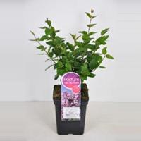 Dwergsering (syringa Josee) - 40-60 cm - 1 stuks