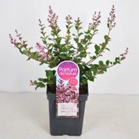 Plantenwinkel.nl Dwergsering (syringa BloomerangPink Perfume) - 30-50 cm - 1 stuks