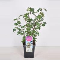 Sering (syringa pinnatifolia) - 30-50 cm - 1 stuks